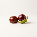 Horse chestnut seed